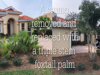 Sarasota Stump Grinding